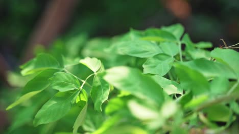 Un-Primer-Plano-De-Un-Vino-Verde-Vibrante-Que-Desciende-Hacia-Un-árbol-En-Una-Selva-Guatemalteca