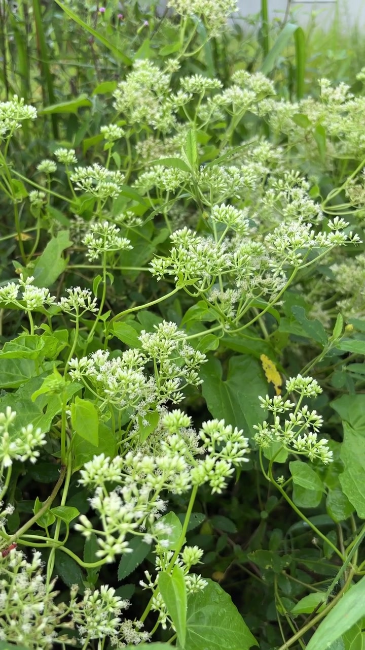 Close-up of Green Plants with Small White Flowers and a Butterfly