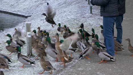 a couple feeding mallard ducks in the park on a cold winter day