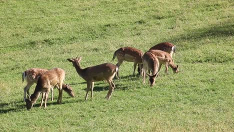 Rehe-Stehen-Auf-Einem-Feld