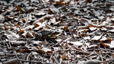frog in a fallen leaf pile