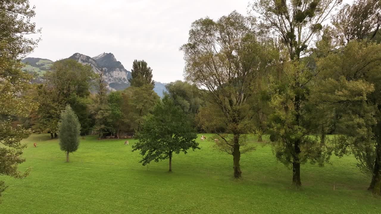 A scenic view of serene nature, framed by lush trees, gradually revealing the tranquil waters of Lake Walensee in Weesen, Switzerland. Peaceful environment blends greenery with the lake's calm surface
