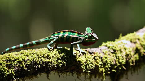 colorful chameleon on a branch in the forest