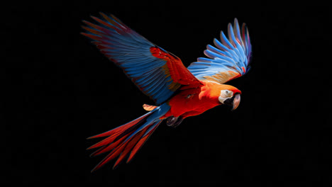 vibrant macaw soaring gracefully animation isolated asset, transparent 4k video, alpha channel