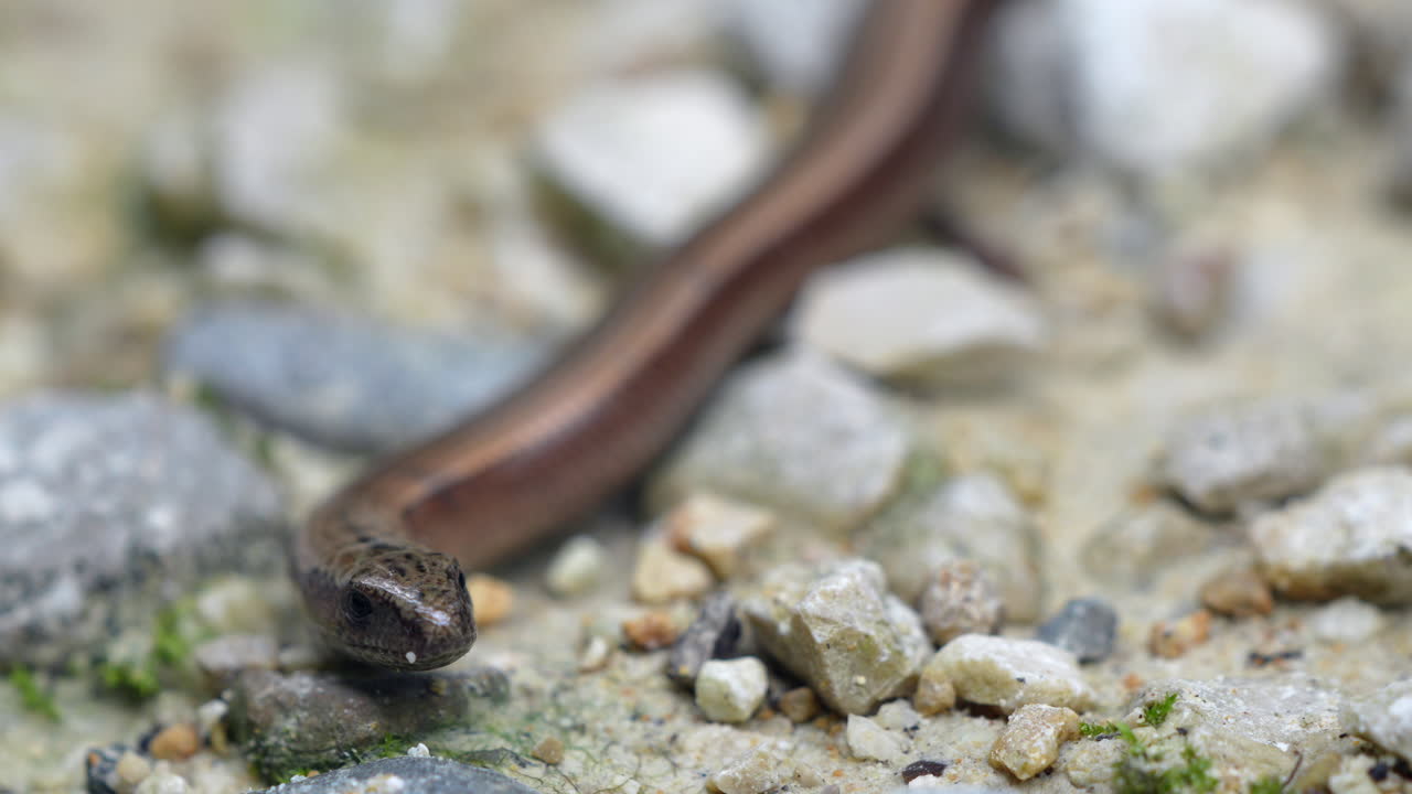 Macro shot of brown Blindworm flicking tongue on pebbly ground (Anguis Fragilis) - 4K extreme details shot of wild reptile snake - European Slowworm or Legless Lizard