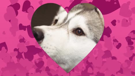 heart shaped cutout over close up of a dog against heart icons floating against pink background