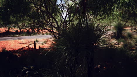 red-sand-bush-with-trees