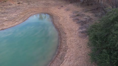 Aerial-footage-of-a-skunk-running-along-a-pond