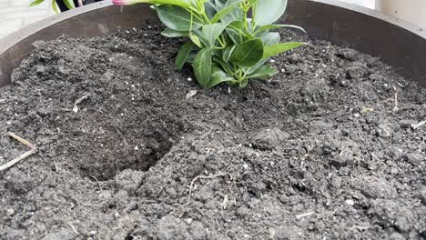 digging a hole in a large pot by hand to plant a flower