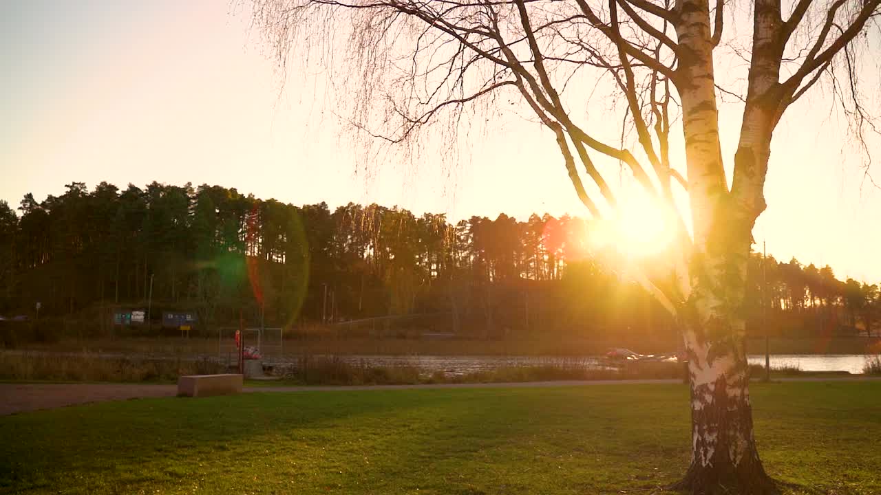 나무를 통해 볼 수 있는 빛. 나무와 잎을 통해 바라보는 태양