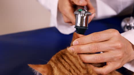 vet checking the ears of a cat