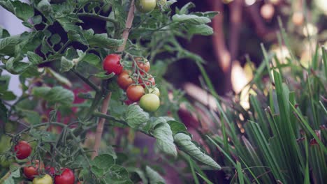 Tomates-De-Vid-Jugosos-Frescos-En-Un-Tiro-Estático-Con-Un-Poco-De-Movimiento