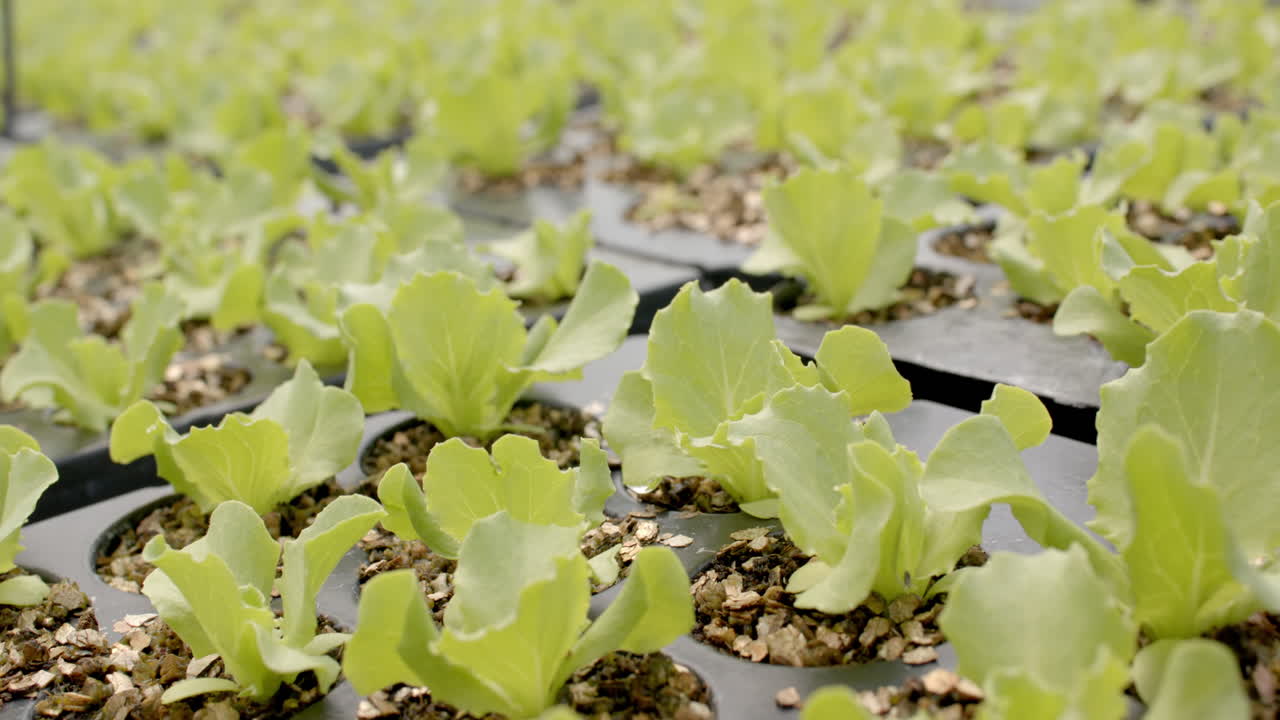 Growing young lettuce plants in hydroponic farm, focusing on sustainable agriculture