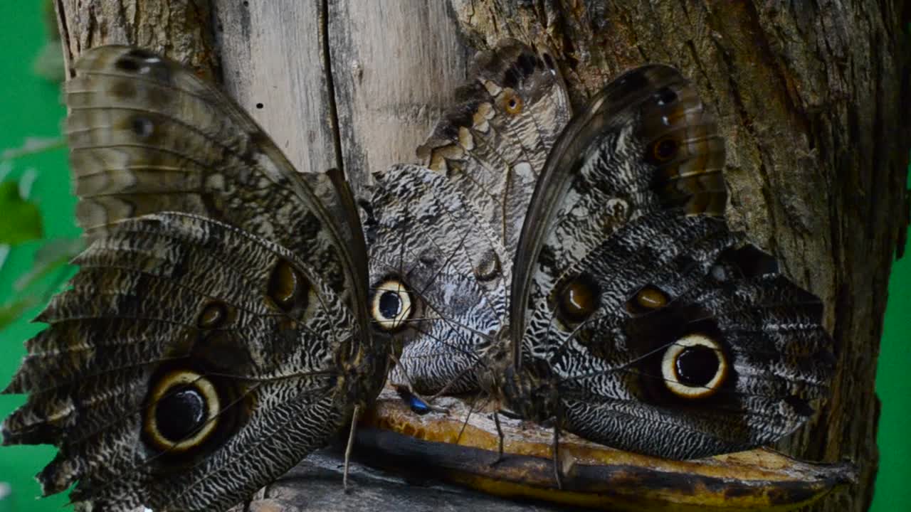 butterfly