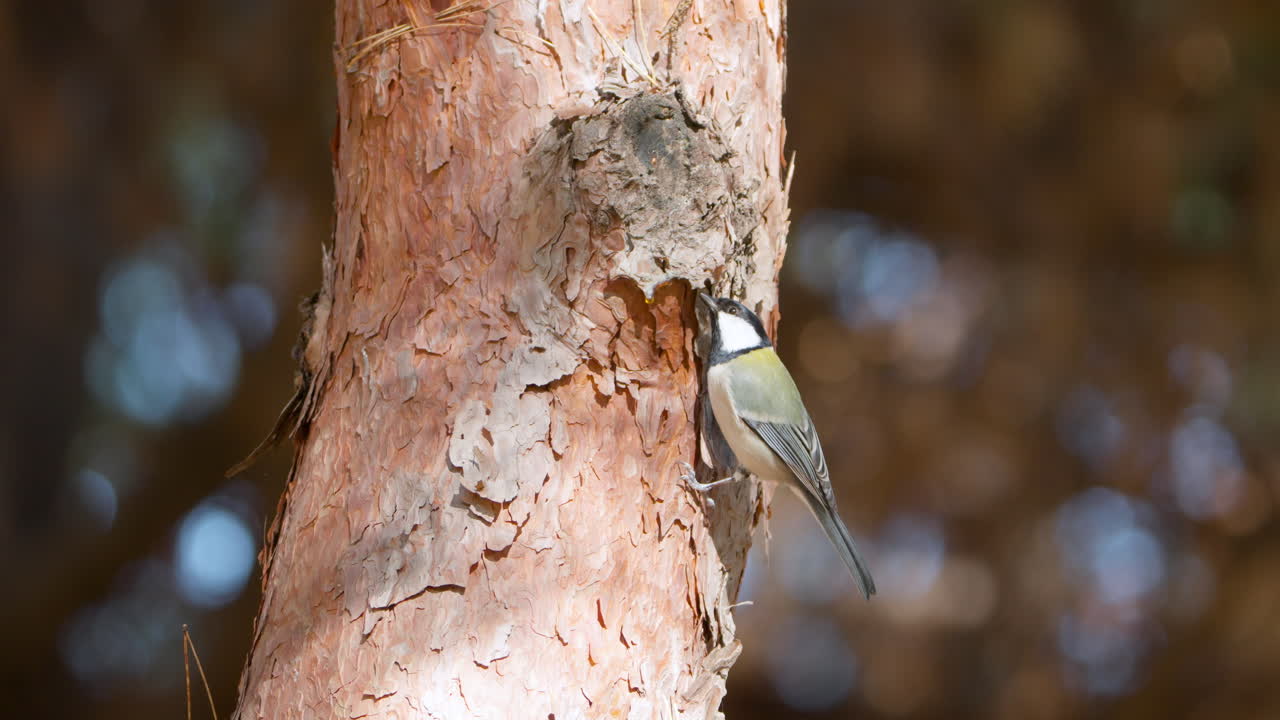 일본 새는 곤충과 소나무 줄기를 먹으며 느린 속도로 날아갑니다.