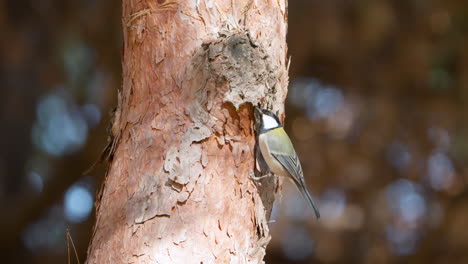 Japanese-Tit-Bird-Forages-Insects-and-Pine-Tree-Trunk-and-Flies-Away-in-Slow-Motion