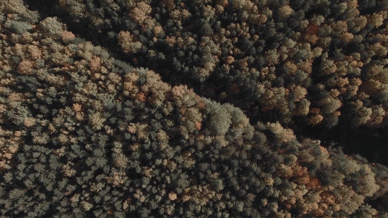 Top-down aerial footage of dense mixed forest canopy in autumn colors, showing textured treetops and natural patterns across the Ural Mountains, Russia
