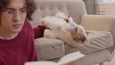 reading man petting fox terrier dog