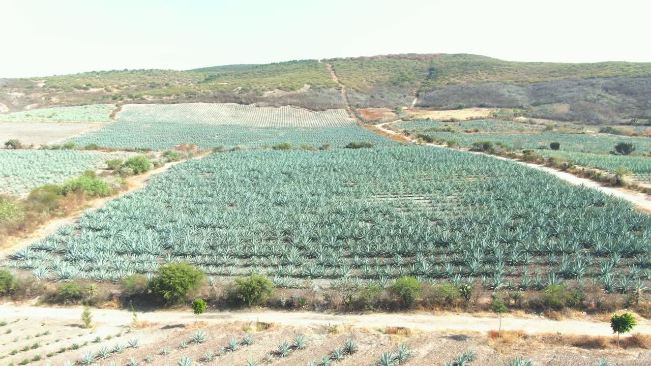 campos de agave mezcal oaxaca mexico