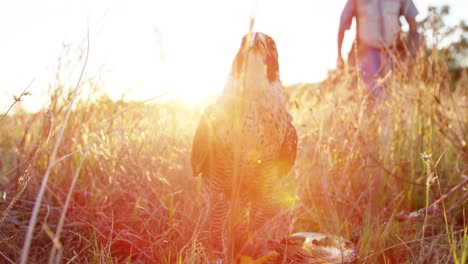 águila halcón posada en una pradera