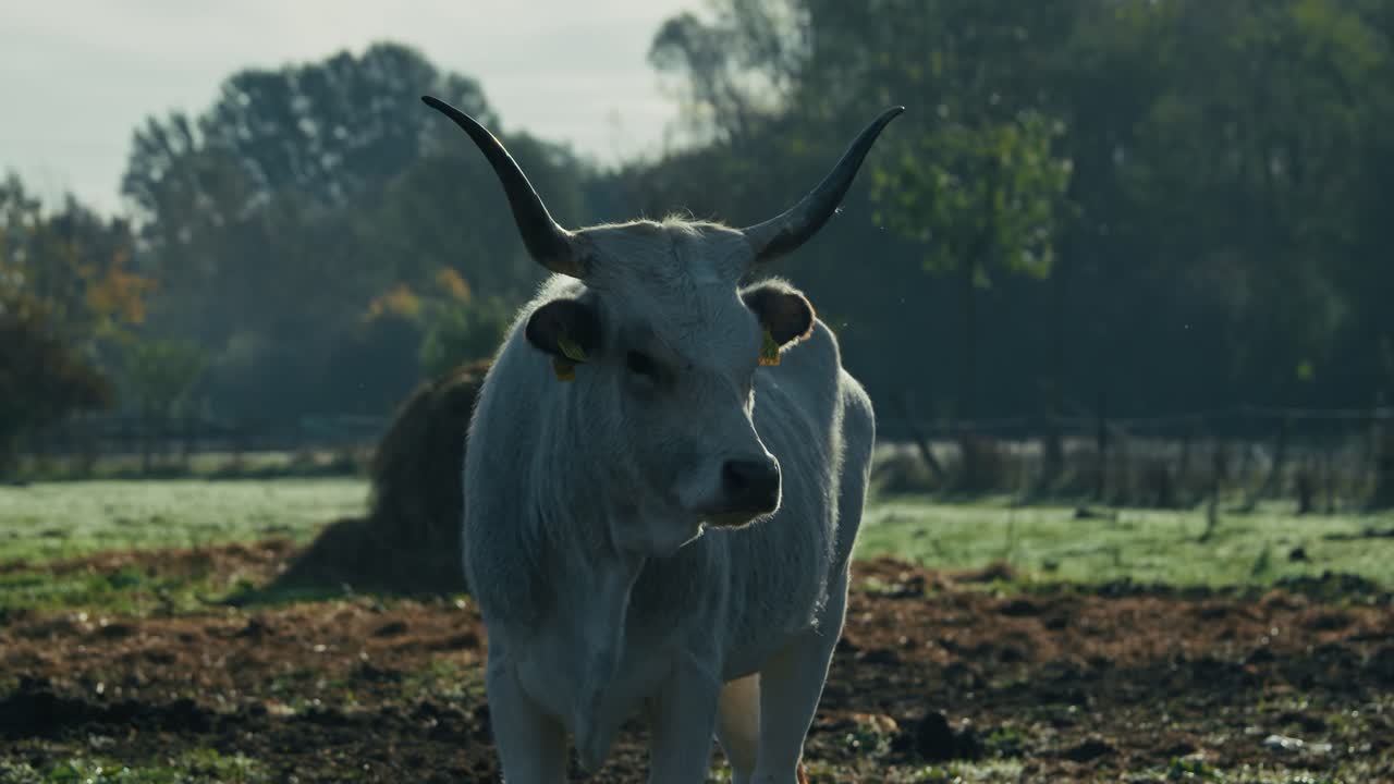 Hungarian Grey Cattle with large horns standing in soft morning light at Lonjsko Polje Krapje