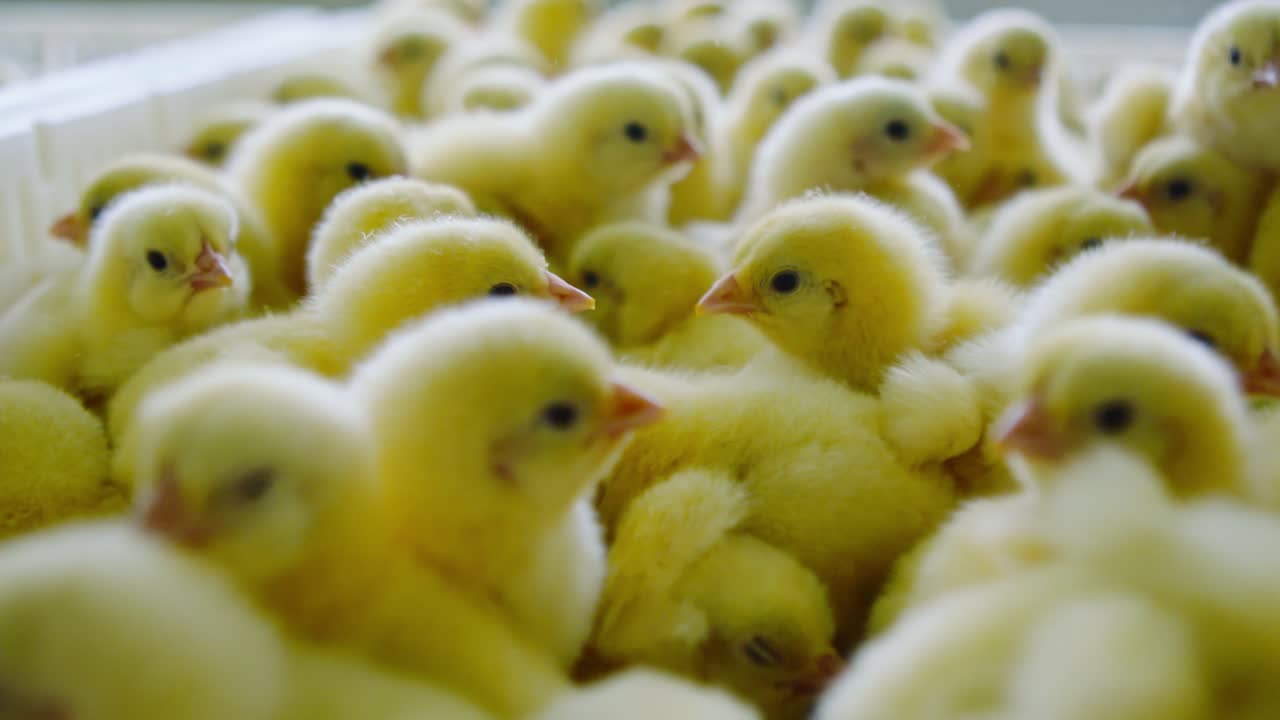 Slow motion close-up of fluffy yellow baby chicks in poultry hatchery, farming