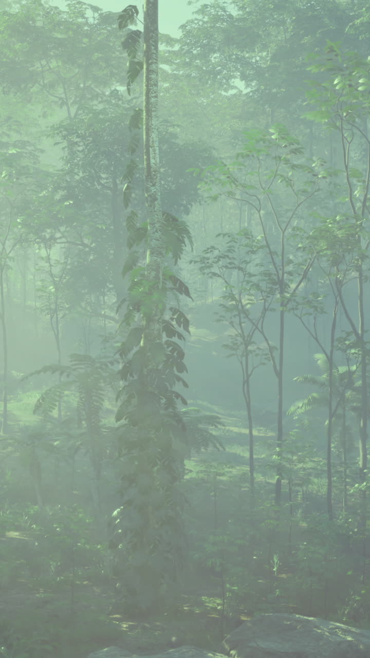 Misty forest landscape with lush greenery and soft sunlight filtering through