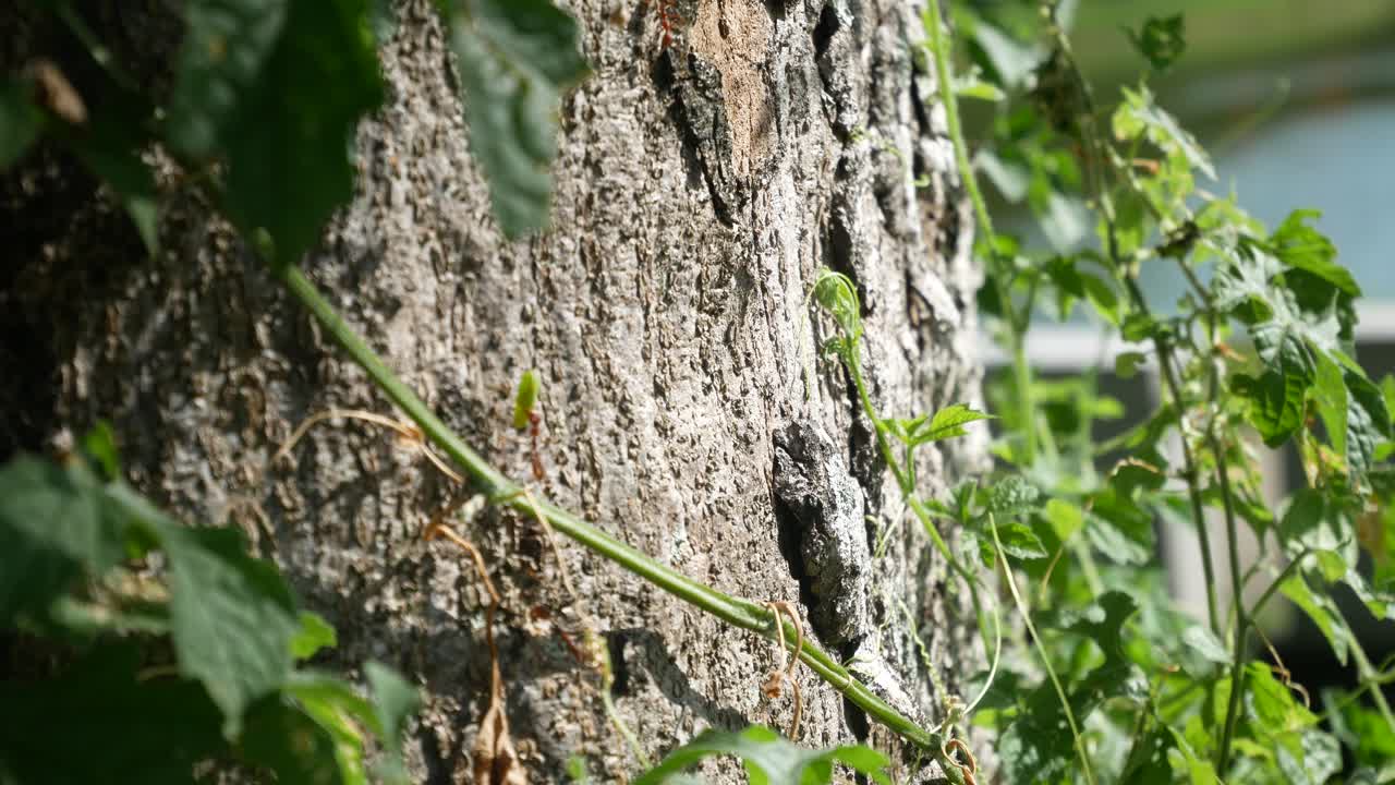 The Weaver ants army is moving toward the nest located on the tree. They are all from the same colony and are actively searching for food during the day