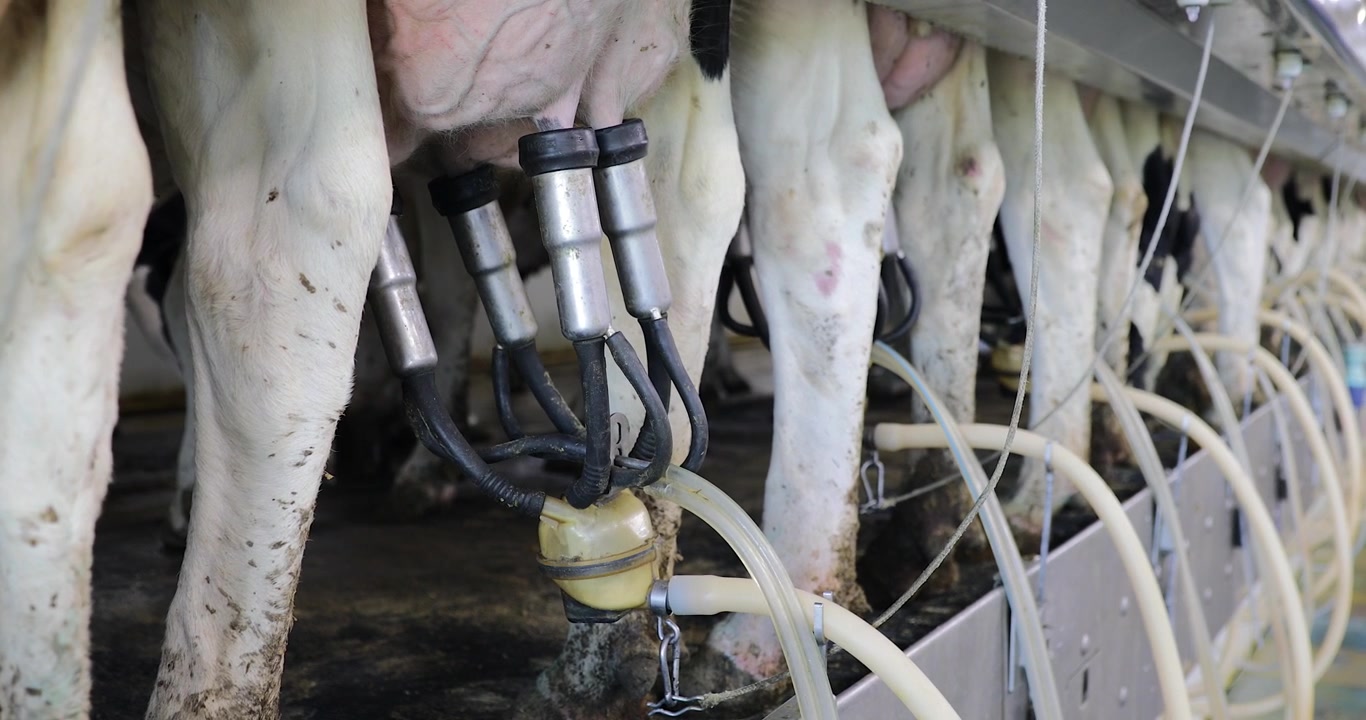 Nærbillede af malkemaskine, der malker en malkeko. Holstein-køer malkes fra yveret via en malkeklo. Mælkeproduktionsprocesser