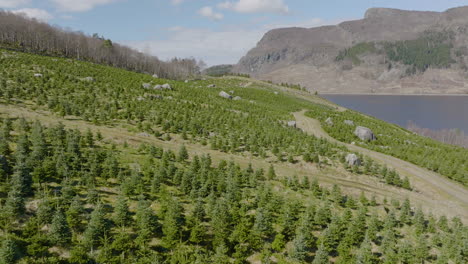 plantación de árboles de navidad, sobrevuelo de drones