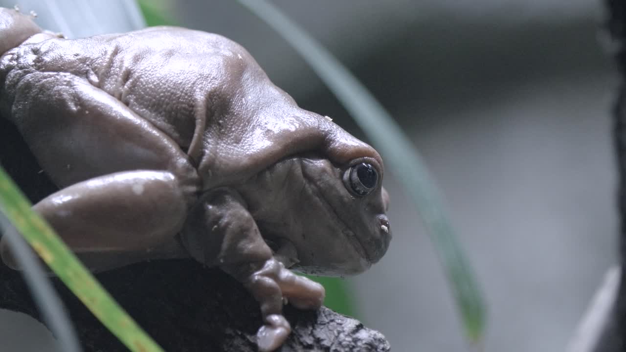 나뭇가지에 흰 청개구리의 측면 보기