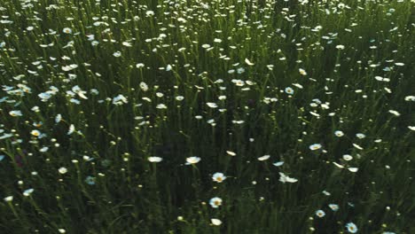 field of daisies