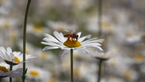 Toma-En-Cámara-Lenta-De-Abejas-Silvestres-Recogiendo-Néctar-De-Pétalos-De-Manzanilla-Y-Volando,-De-Cerca