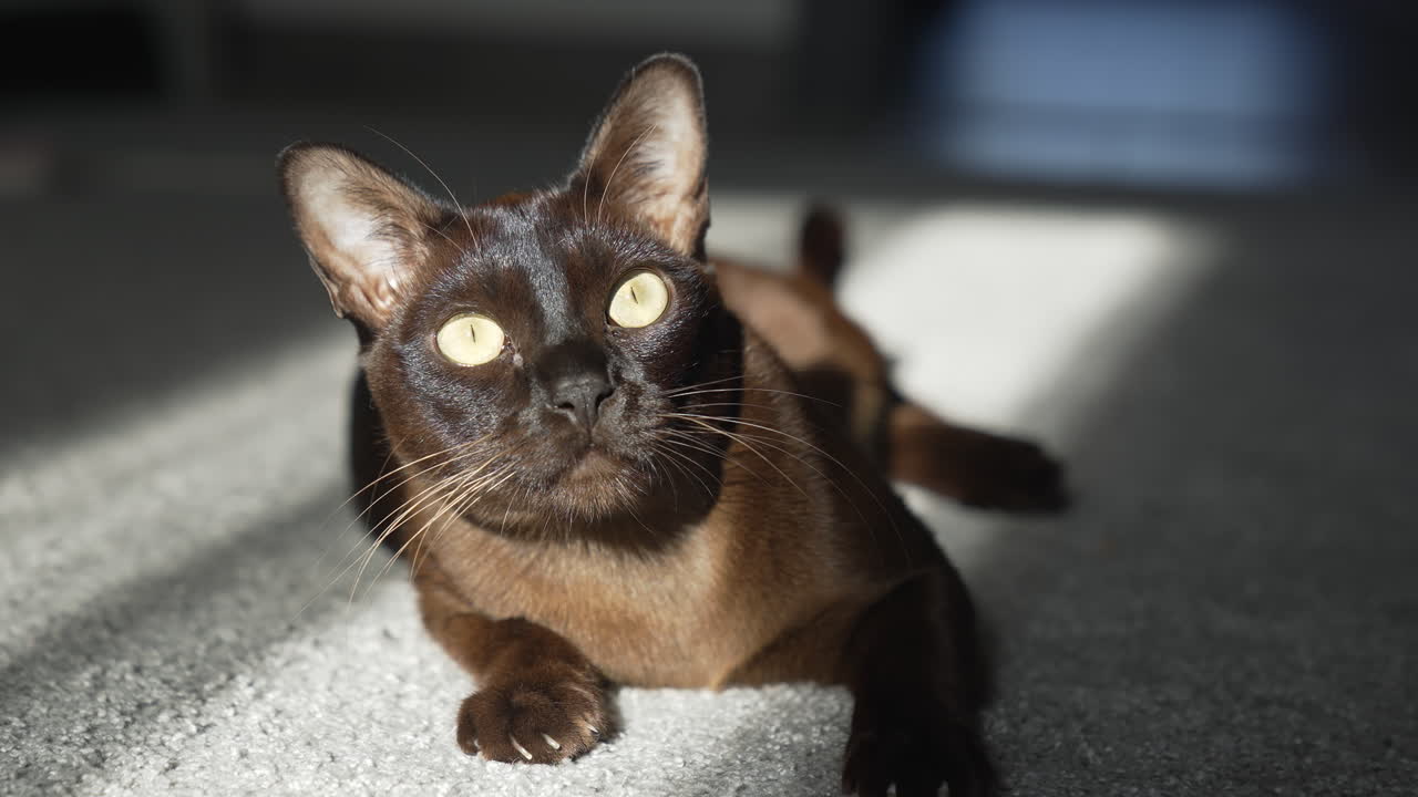 Gatto Burmese marrone con pelo color cioccolato e occhi gialli che guarda