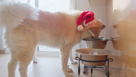 un perro akita inu con un sombrero de papá noel, disfrutando de galletas de jengibre con orejas suaves y peludas