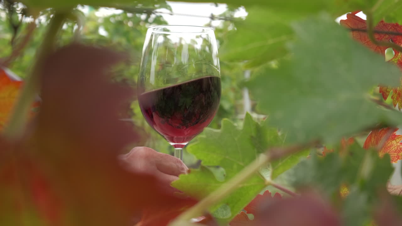 Degustazione di vino rosso tra i vigneti