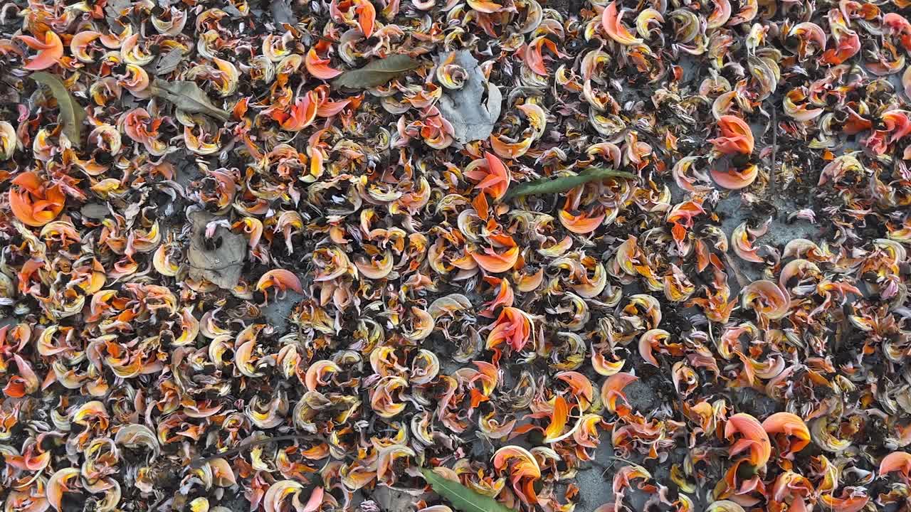 Palash flowers have faded over time.