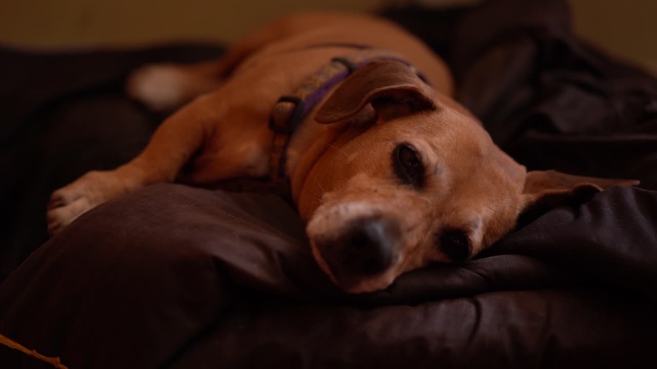 집에 누워있는 귀여운 강아지