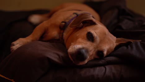 lindo cachorro acostado en casa