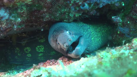 Moray-eel-lying-in-crevice-breathing-heavily-in-the-mediterranean-sea