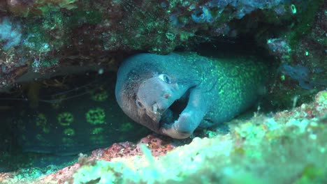 moray eel lying in crevice breathing heavily in the mediterranean sea