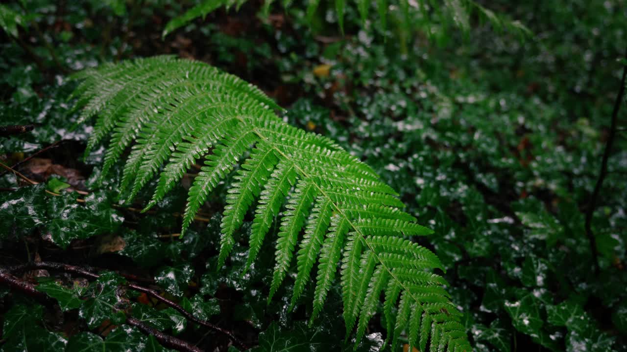 Fern leaf swinging in the wind and rain with ivy leaves in the background