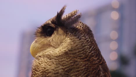 el búho de águila barrado en primer plano revela una mirada majestuosa y plumas intrincadas