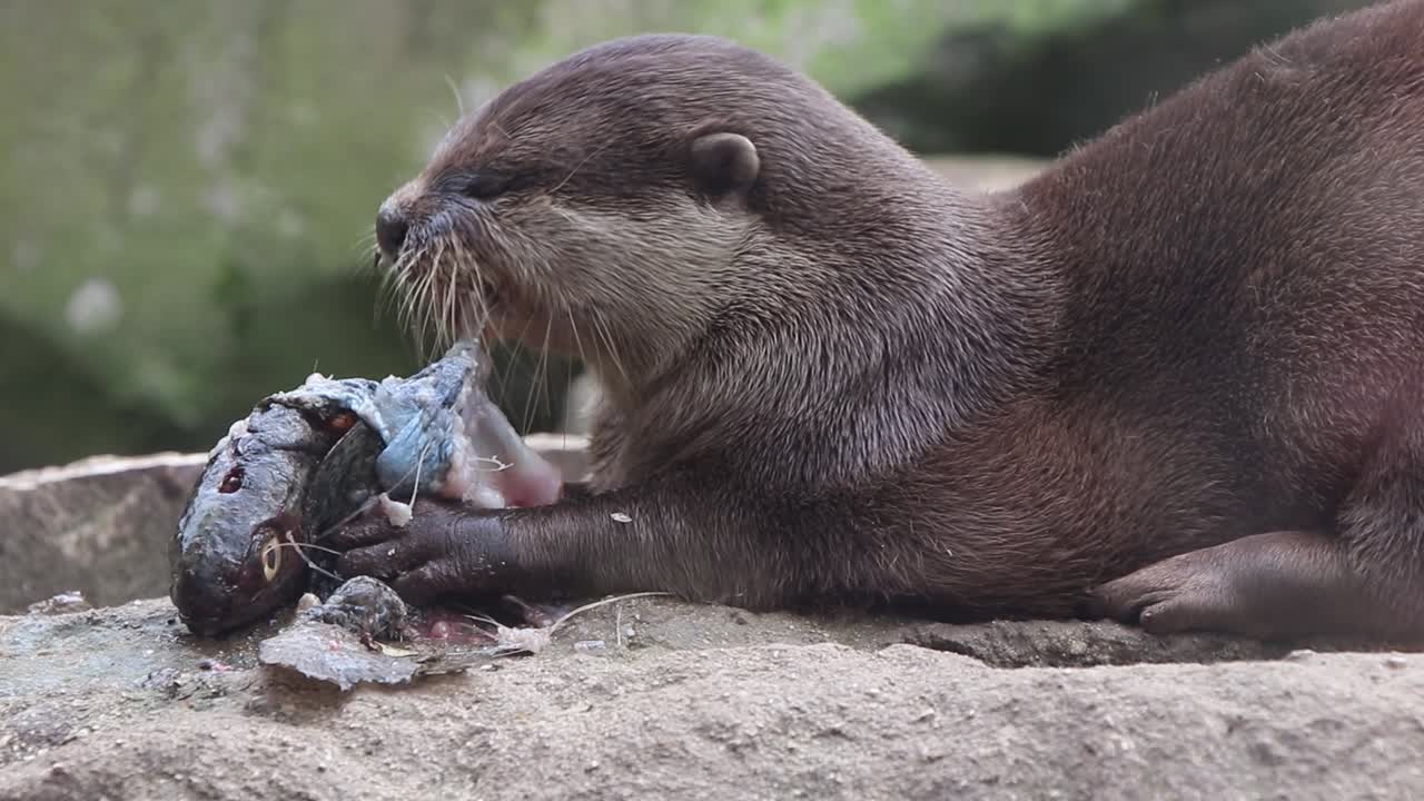 Primo piano di una lontra asiatica dalle piccole unghie (Aonyx cinerea) che mangia un pesce fresco, vista laterale.