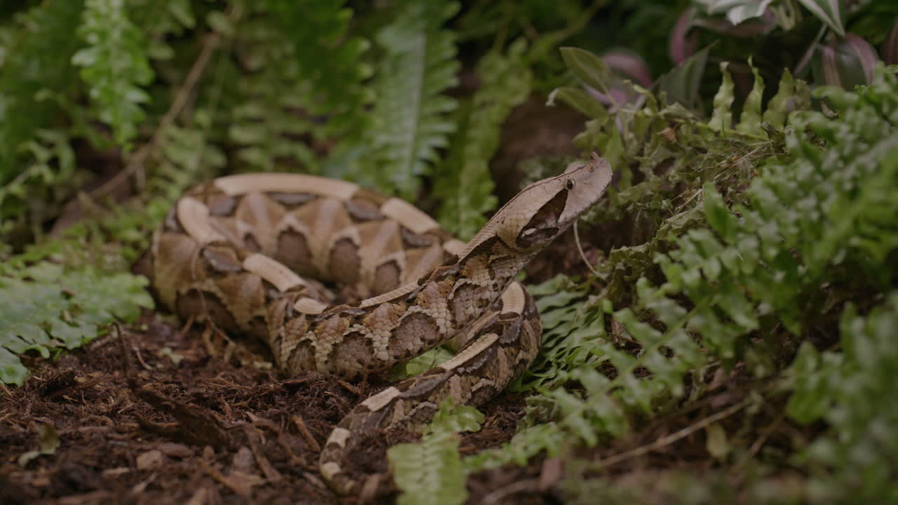 Rack focus to a gaboon viper in the forest