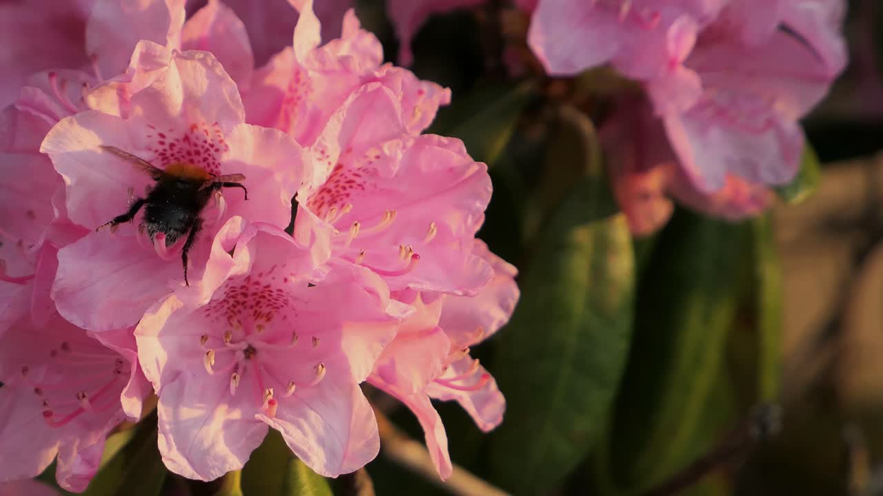 el abejorro vuela a las flores rosadas y polinizando, las flores de la azalea florecen en primavera
