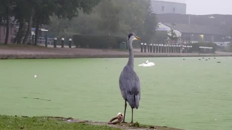 Gemeiner-Graureiher-Vogeljagd-Auf-Nebligen-Morgen-Flusskanal-Fußweg-Schwan-Schwimmt-Durch-Szene