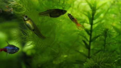 Tight-handheld-slow-motion,-of-an-aquarium-with-plants-like-Ceratophyllum,-Elodea-Canadensis,-in-the-background-and-swimming-Poecilia-reticulata-fish-in-the-foreground