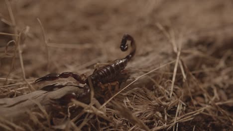 escorpión caminando sobre hierba seca por la noche