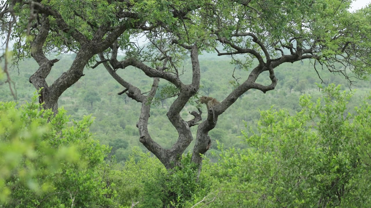 Inquadratura grandangolare estrema di un bellissimo leopardo seduto su un albero con la schiena rivolta verso la telecamera. L'animale sta scrutando i dintorni, Parco Nazionale Kruger